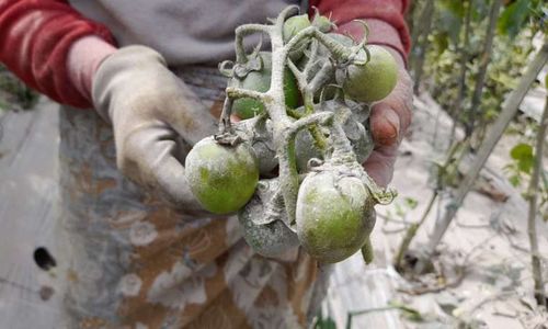 Sedihnya Petani Tlogolele Boyolali, Gagal Panen Sayur gegara Hujan Abu Merapi