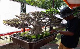 Wow! Bonsai Seharga Rp2 Miliar bakal Ramaikan Kontes dan Bursa Bonsai Sragen