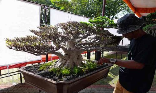 Pencinta Pohon Kerdil Yuk Merapat, Ada Pameran Bonsai di Sragen, Cek Tanggalnya