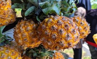 Nanas Madu, Buah Maskot Kabupaten Pemalang