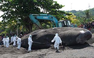 Tim Dokter Hewan Teliti Penyebab Paus Mati Terdampar di Pantai Yeh Malet Bali