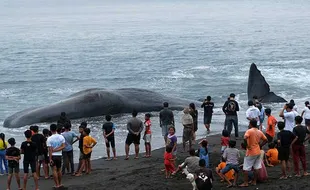 Paus Sperma Berukuran 18 Meter Mati Terdampar di Pantai Yeh Malet Bali