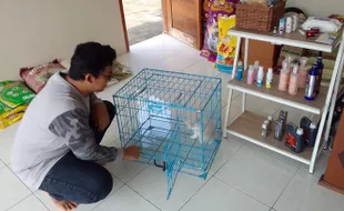 Hotel Kucing Panen Cuan Jelang Lebaran, Tarif Per Hari Rp50.000