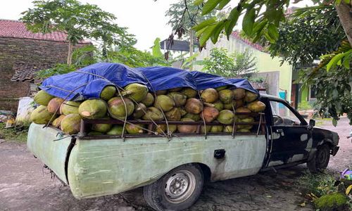 Kelapa Muda Laris Manis selama Ramadan, Sehari Terjual hingga Satu Mobil Pikap