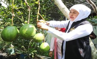 Kelompok Petani di Jember Sukses Ekspor Buah Organik dari Asia hingga Eropa