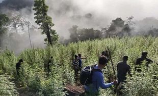 Lagi, Ladang Ganja 8,9 Hektare Ditemukan di Tengah Hutan Lindung Aceh