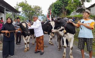 Meriah! Tradisi Lebaran Sapi di Lereng Merapi Boyolali Diikuti Ratusan Ekor