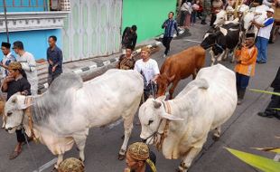 Menelisik Asal Usul Lebaran Sapi di Lereng Merapi Boyolali, Ada Sejak 1950-an