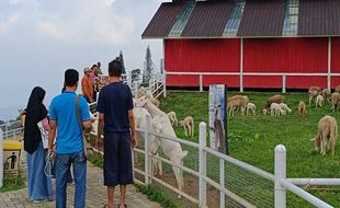 Usung Konsep Peternakan New Zealand, Little Ranch Bandungan Diserbu Pengunjung