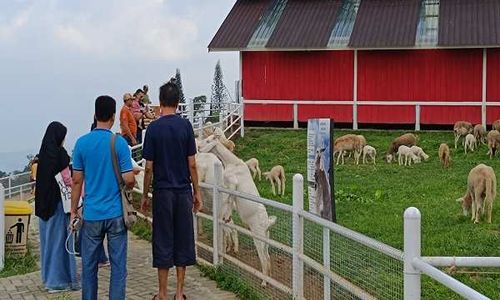 Usung Konsep Peternakan New Zealand, Little Ranch Bandungan Diserbu Pengunjung