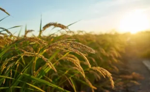 Jos! Kecamatan di Ngawi Ini Jadi Penyangga Lumbung Pangan saat Terjadi El Nino