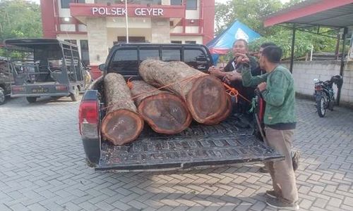 Pencurian Kayu Sonokeling Perhutani di Grobogan Marak, Polisi Ringkus 2 Pelaku