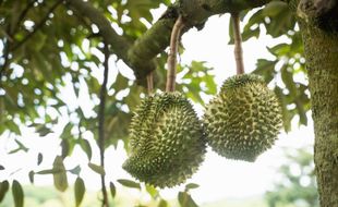 5 Provinsi Penghasil Durian Terbesar di Indonesia, Jatim Paling Banyak