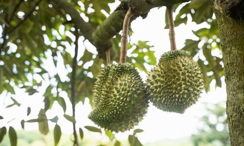 5 Provinsi Penghasil Durian Terbesar di Indonesia, Jatim Paling Banyak