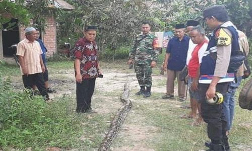 Petani Karet Meninggal Akibat Dililit Piton Sepaha Orang Dewasa