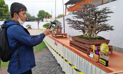 Jadi Best In Show, Bonsai Anting Putri Wong Jepara Bisa Laku Hingga Rp1 Miliar