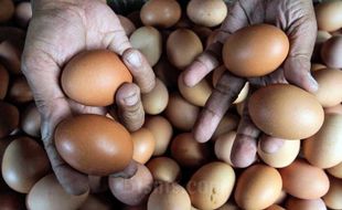 Tekan Harga Telur Ayam, Pemerintah Diminta Realisasikan Subsidi Jagung