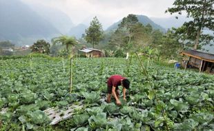 Urban Farming oleh Petani Milenial Karanganyar Jadi yang Tertinggi di Jateng