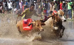 Seru! Begini Potret Tradisi Karapan Sapi Brujul di Probolinggo