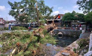 Penampakan Pohon Trembesi Berusia Ratusan Tahun di Umbul Langse Boyolali Ambruk