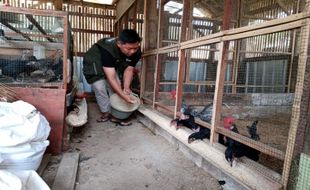 Peternak Milenial Semarang Ini Sukses Beternak Ayam KUB, Omzet Rp10 Juta/Bulan