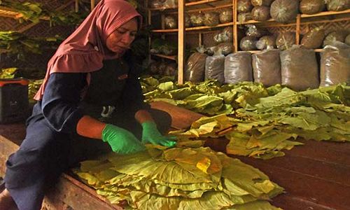 Produksi Tembakau Alternatif Berbahan Daun Talas Beneng di Banten