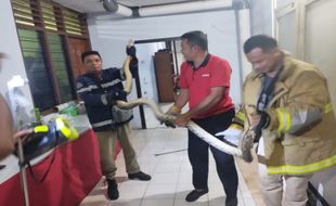 Lagi, Damkar Evakuasi Ular Sanca di Rumdin Bupati Wonogiri saat Malam Hari