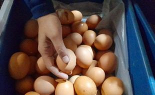 Harga Telur Ayam di Boyolali Rp31.000/Kg, Lebih Mahal Ketimbang saat Lebaran