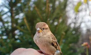 Arti Mimpi tentang Burung Berkaitan dengan Kebebasan