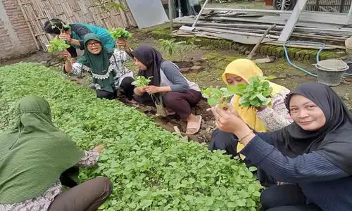 Mandiri Pangan! Wanita Tani di Klaten Manfaatkan Pekarangan untuk Tanam Sayuran