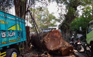 Dibeli Warga Klaten, Pohon Munggur Ambruk di Umbul Langse Boyolali Laku Rp45 J