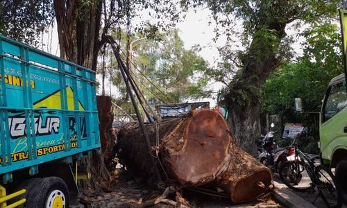 Dibeli Warga Klaten, Pohon Munggur Ambruk di Umbul Langse Boyolali Laku Rp45 J