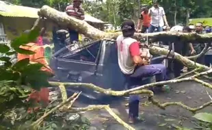 Mobil Tertimpa Pohon di Jember, Pengemudi Meninggal & 2 Orang Luka-Luka