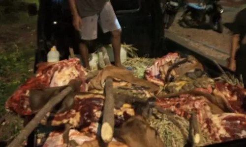 Ngeri, Sindikat Pencuri di Kupang Mutilasi Sapi di Kandang