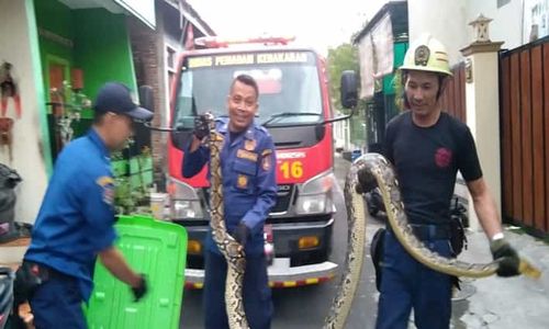 Ular Sanca 4 Meter Masuk Rumah Gegerkan Warga Norowangsan Pajang Solo