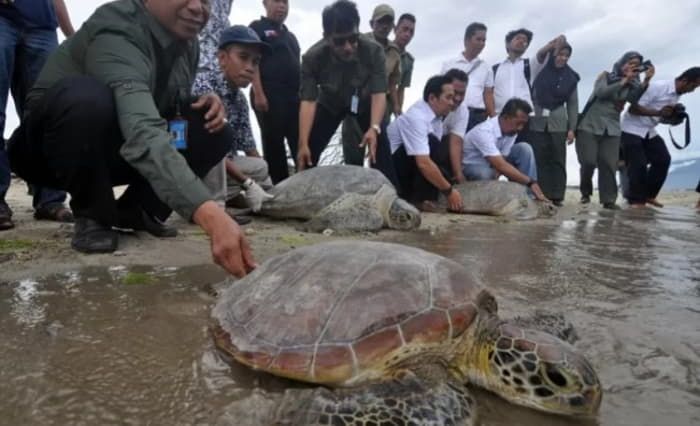 Ancaman Kepunahan Penyu Hijau Si Penjaga Sumber Daya Laut