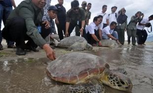 Ancaman Kepunahan Penyu Hijau Si Penjaga Sumber Daya Laut