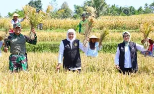 Keren! Petani Blitar Ciptakan Cairan Biosaka, Perbaiki Kualitas Tanah & Tanaman