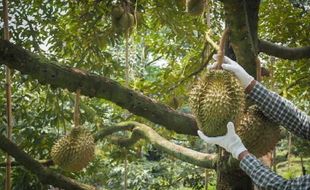 Produksi Pupuk Organik, WMPP Dukung Pelestarian Lingkungan