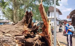 Saking Besarnya, Evakuasi Pohon Ambruk di Umbul Langse Boyolali Butuh 2-3 Hari