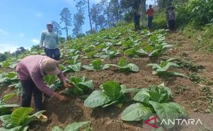 Harga Anjlok, Petani Porang Madiun Beralih Tanam Tembakau