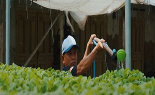 Cerita Sukses Petani Klaten, Hasil Tanaman Tembakau Tembus ke Pasar Eropa & AS