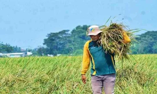 Harga Gabah Kembali Naik! Berikut Kisaran Harganya di Tingkat Petani