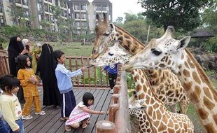 Peringati World Giraffe Day, Taman Safari Prigen Gelar Mitoni Jerapah Jahari