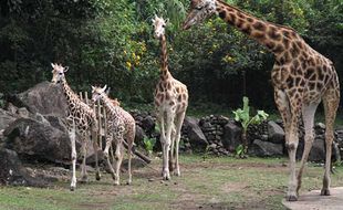 Taman Safari bakal Dibangun di Gunungkidul, Butuh Lahan 80 Hektare