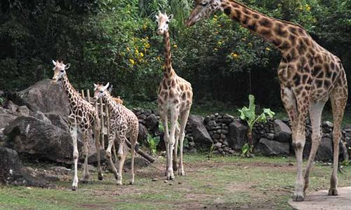 Taman Safari bakal Dibangun di Gunungkidul, Butuh Lahan 80 Hektare