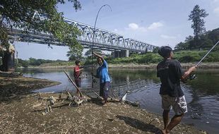 Mengenal Fenomena Pladu, Ikan Mabuk yang Banyak Diburu di Bengawan Solo