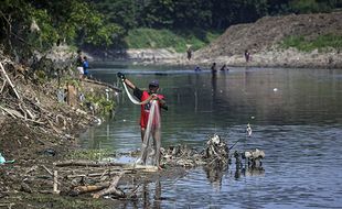 Penyebab Pladu, Fenomena Ikan Mabuk di Sungai