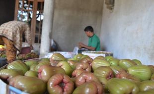 Jambu Lumut Kayen Pati, Rasanya Sangat Manis dan Mengandung Banyak Air