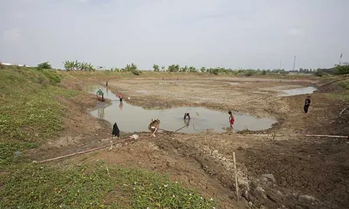 Embung di Indramayu Mengering, Puluhan Hektare Sawah Terancam Gagal Panen